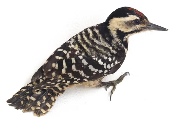 Bird Fulvous Breasted Woodpecker Dendrocopos Macei Isolated White Background — Stock Photo, Image