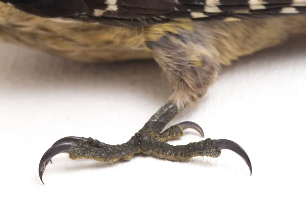 Vogel Fulvous Breasted Specht Dendrocopos Macei Geïsoleerd Witte Achtergrond — Stockfoto