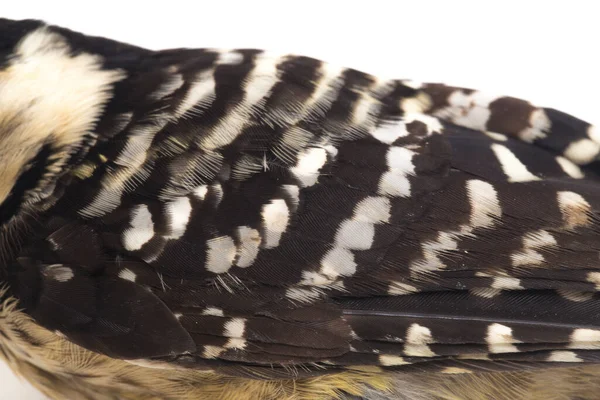 Vogel Fulvous Breasted Specht Dendrocopos Macei Geïsoleerd Witte Achtergrond — Stockfoto