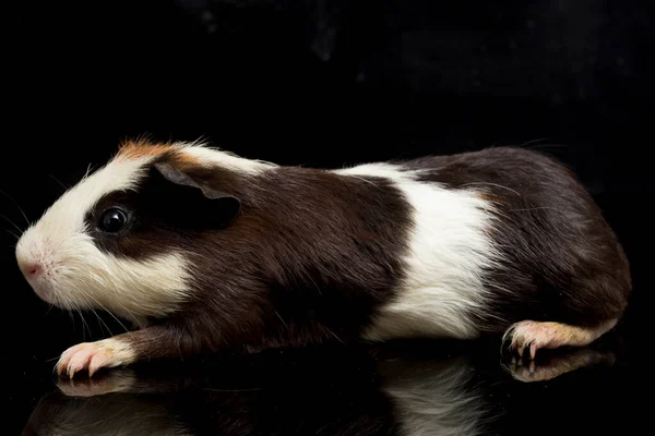 Cavia Geïsoleerd Zwarte Achtergrond — Stockfoto