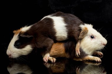İki çift kobay siyah arka planda izole edilmiş.