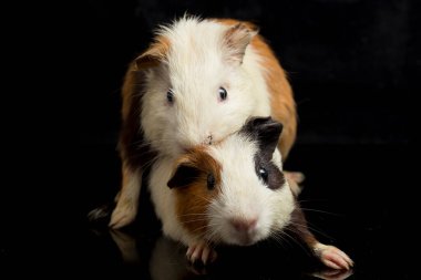 İki çift kobay siyah arka planda izole edilmiş.