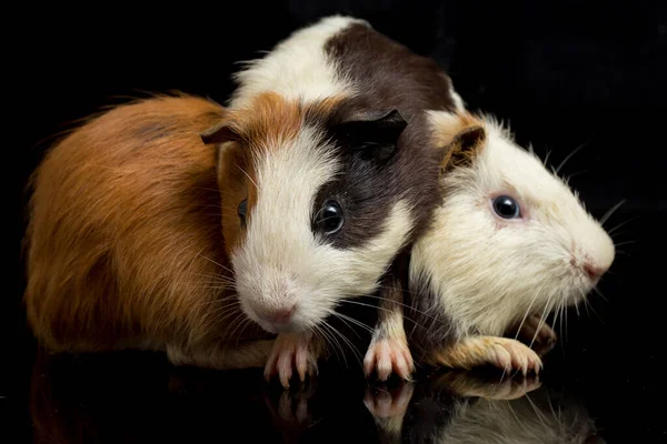 Twee Paar Cavia Geïsoleerd Zwarte Achtergrond — Stockfoto