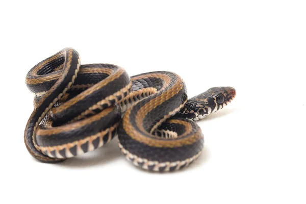 Xenochrophis Vittatus Вид Змій Поширений Переважно Індонезії Ізольованих Білому Тлі — стокове фото