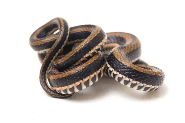 줄무늬 Xenochrophis Vittatus 배경을 인도네시아에서 발견되는 일종이다 — 스톡 사진