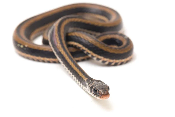 Den Randiga Keelback Xenochrophis Vittatus Art Orm Finns Främst Indonesien — Stockfoto