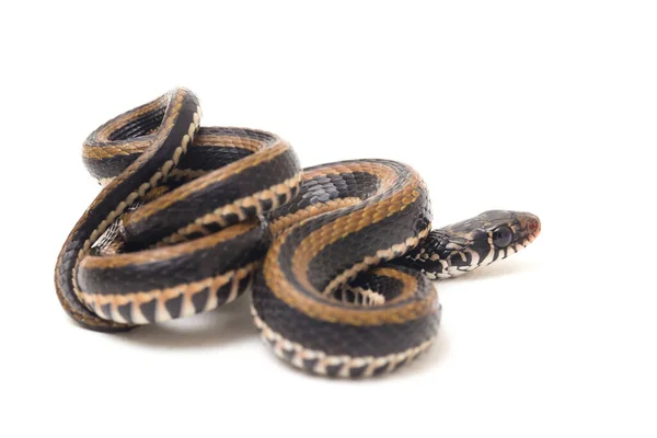 Den Randiga Keelback Xenochrophis Vittatus Art Orm Finns Främst Indonesien — Stockfoto