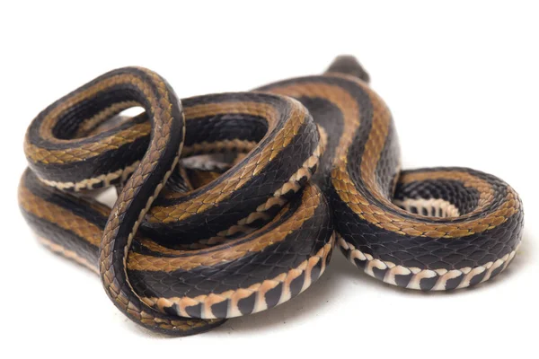 Dorso Chiglia Striato Xenochrophis Vittatus Una Specie Serpente Trovata Principalmente — Foto Stock