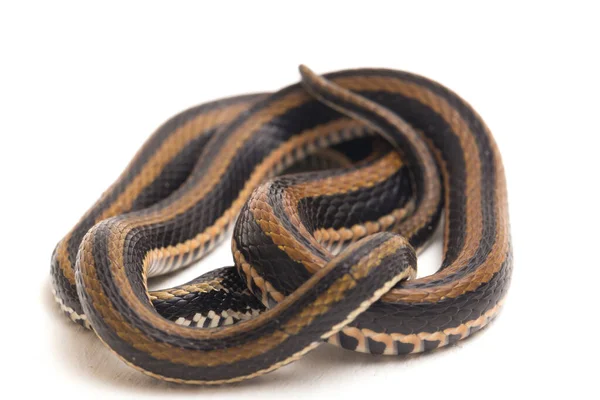 Den Randiga Keelback Xenochrophis Vittatus Art Orm Finns Främst Indonesien — Stockfoto