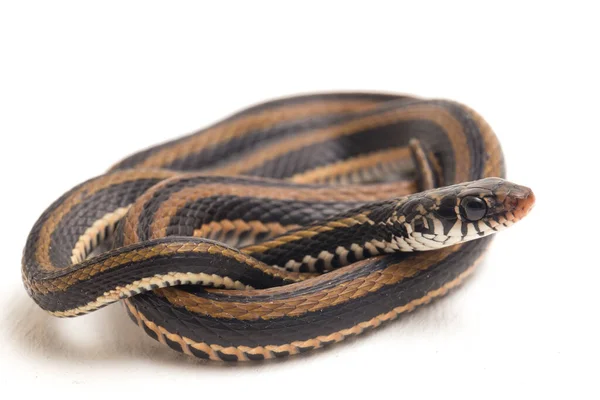 Dorso Chiglia Striato Xenochrophis Vittatus Una Specie Serpente Trovata Principalmente — Foto Stock
