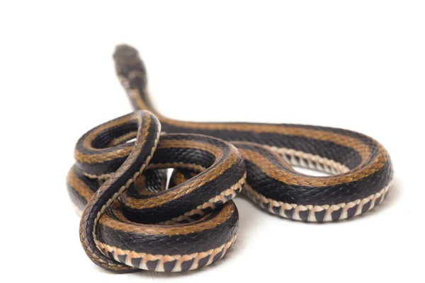 줄무늬 Xenochrophis Vittatus 배경을 인도네시아에서 발견되는 일종이다 — 스톡 사진