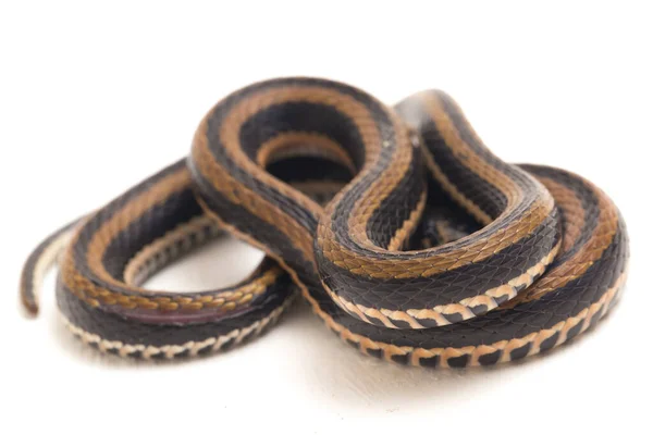 Dorso Chiglia Striato Xenochrophis Vittatus Una Specie Serpente Trovata Principalmente — Foto Stock