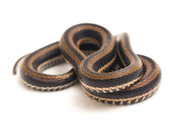 Xenochrophis Vittatus Вид Змій Поширений Переважно Індонезії Ізольованих Білому Тлі — стокове фото