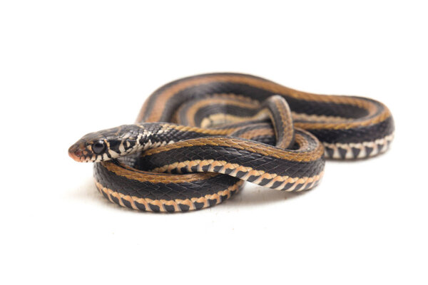 The striped keelback, Xenochrophis vittatus, is a species of snake found mainly in Indonesia isolated on white background