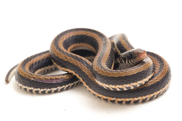 Csíkos Gerinces Xenochrophis Vittatus Egy Faj Kígyó Található Elsősorban Indonéziában — Stock Fotó