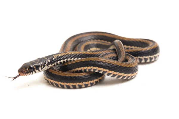 Den Randiga Keelback Xenochrophis Vittatus Art Orm Finns Främst Indonesien — Stockfoto