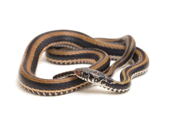 Der Gestreifte Kielrücken Xenochrophis Vittatus Ist Eine Schlangenart Die Hauptsächlich — Stockfoto