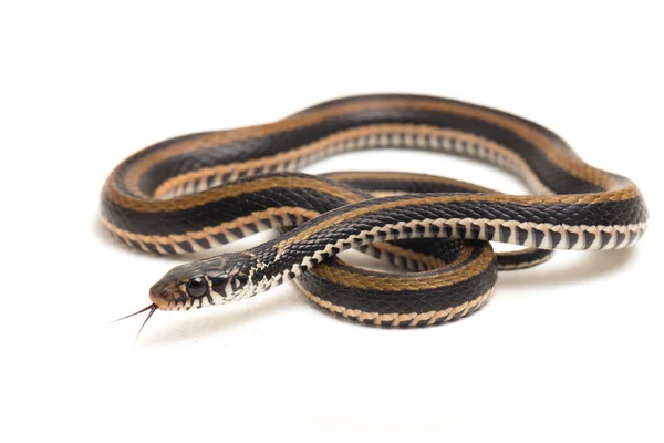 縞模様のケレバックであるクセノクロフィス ビタトゥスは 主にインドネシアで見られる白い背景に孤立したヘビの一種である — ストック写真