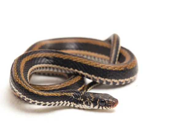 Dorso Chiglia Striato Xenochrophis Vittatus Una Specie Serpente Trovata Principalmente — Foto Stock