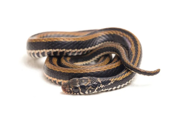 Striped Keelback Xenochrophis Vittatus Species Snake Found Mainly Indonesia Isolated — Stock Photo, Image