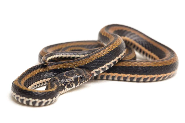 Csíkos Gerinces Xenochrophis Vittatus Egy Faj Kígyó Található Elsősorban Indonéziában — Stock Fotó