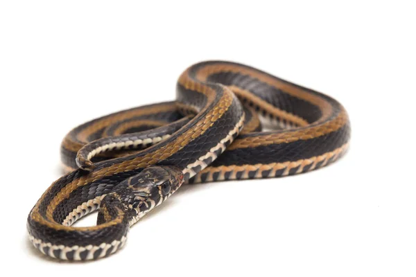 Striped Keelback Xenochrophis Vittatus Species Snake Found Mainly Indonesia Isolated — Stock Photo, Image