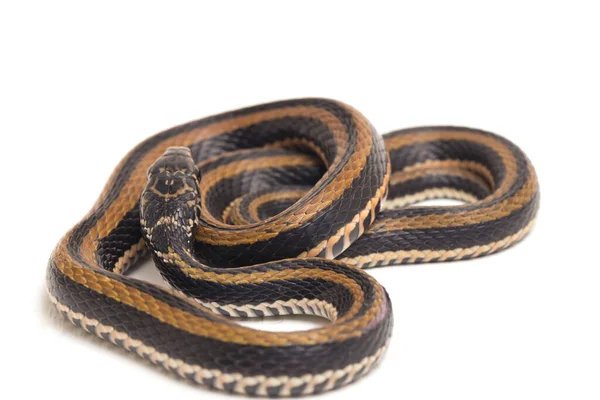 Xenochrophis Vittatus Uma Espécie Serpente Encontrada Principalmente Indonésia Isolada Sobre — Fotografia de Stock