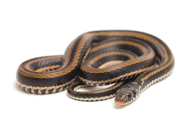 Den Randiga Keelback Xenochrophis Vittatus Art Orm Finns Främst Indonesien — Stockfoto