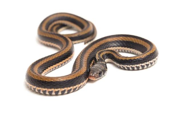 Striped Keelback Xenochrophis Vittatus Species Snake Found Mainly Indonesia Isolated — Stock Photo, Image