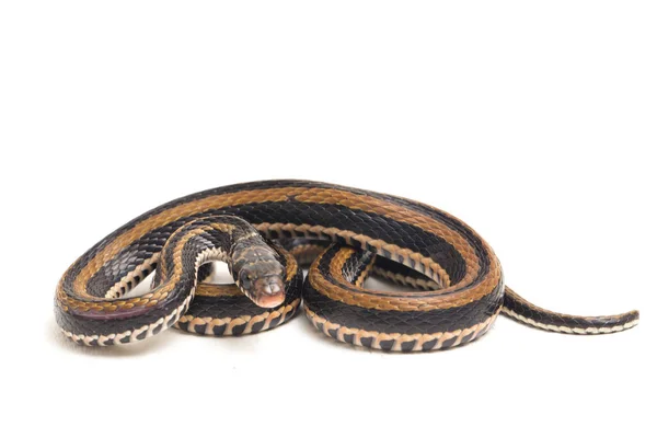 Kelibat Paski Xenochrophis Vittatus Jest Gatunkiem Węża Występującym Głównie Indonezji — Zdjęcie stockowe