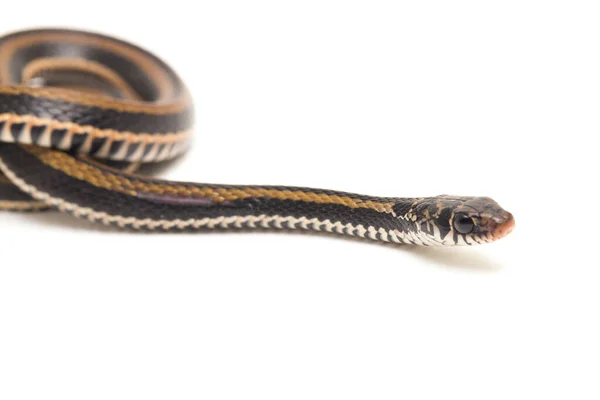 Den Randiga Keelback Xenochrophis Vittatus Art Orm Finns Främst Indonesien — Stockfoto