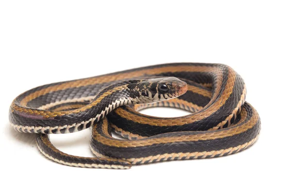 Den Randiga Keelback Xenochrophis Vittatus Art Orm Finns Främst Indonesien — Stockfoto