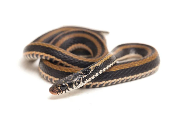 Den Randiga Keelback Xenochrophis Vittatus Art Orm Finns Främst Indonesien — Stockfoto