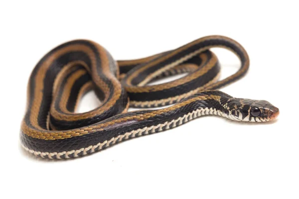 Dorso Chiglia Striato Xenochrophis Vittatus Una Specie Serpente Trovata Principalmente — Foto Stock