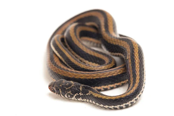 Den Randiga Keelback Xenochrophis Vittatus Art Orm Finns Främst Indonesien — Stockfoto