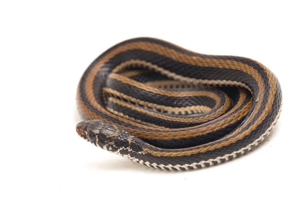 Dorso Chiglia Striato Xenochrophis Vittatus Una Specie Serpente Trovata Principalmente — Foto Stock