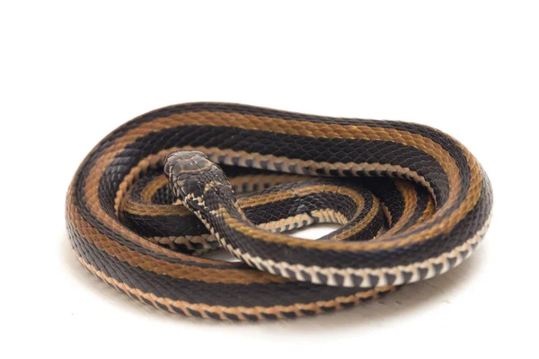 Den Randiga Keelback Xenochrophis Vittatus Art Orm Finns Främst Indonesien — Stockfoto