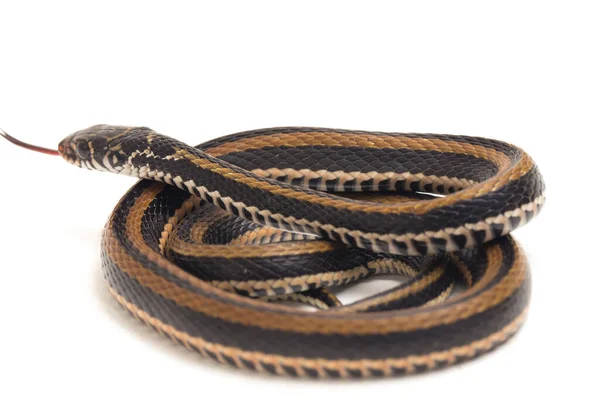 Den Randiga Keelback Xenochrophis Vittatus Art Orm Finns Främst Indonesien — Stockfoto