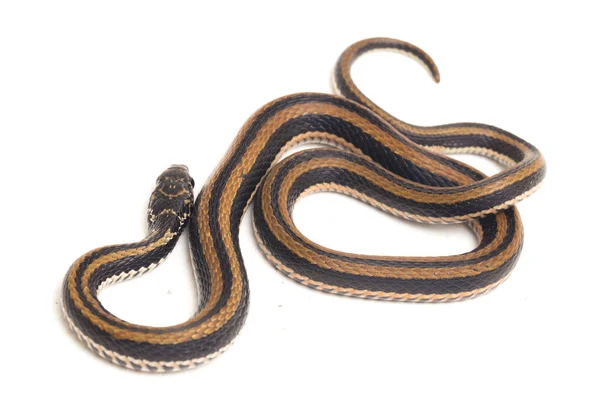 Den Randiga Keelback Xenochrophis Vittatus Art Orm Finns Främst Indonesien — Stockfoto