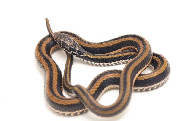 Dorso Chiglia Striato Xenochrophis Vittatus Una Specie Serpente Trovata Principalmente — Foto Stock