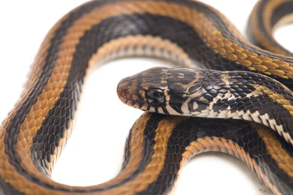 줄무늬 Xenochrophis Vittatus 배경을 인도네시아에서 발견되는 일종이다 — 스톡 사진