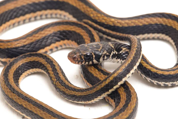 Den Randiga Keelback Xenochrophis Vittatus Art Orm Finns Främst Indonesien — Stockfoto