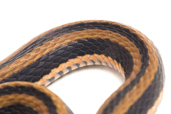 縞模様のケレバックであるクセノクロフィス ビタトゥスは 主にインドネシアで見られる白い背景に孤立したヘビの一種である — ストック写真