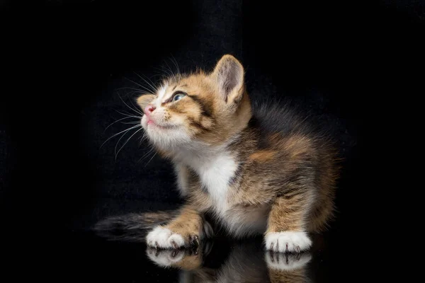 Domestic Calico Kitten Cat Isolated Black Background — Stock Photo, Image