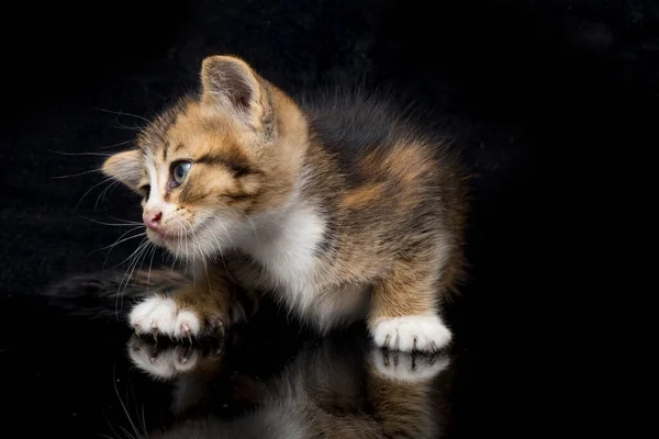 Domestic Calico Kitten Cat Isolated Black Background — Stock Photo, Image