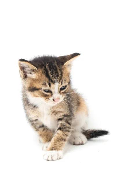 Domestic Calico Kitten Cat Isolated White Background — Stock Photo, Image