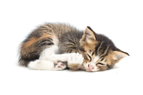 Domestic Calico Kitten Cat Isolated White Background — Stock Photo, Image