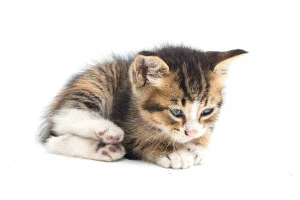 Domestic Calico Kitten Cat Isolated White Background — Stock Photo, Image