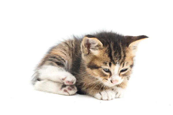 Domestic Calico Kitten Cat Isolated White Background — Stock Photo, Image