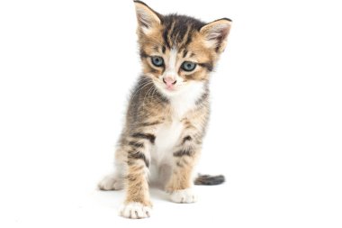 Beyaz arka planda izole edilmiş yavru kedi..